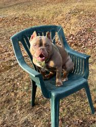 Lost Male Dog last seen Near woodbine st, Naugatuck, CT 06770