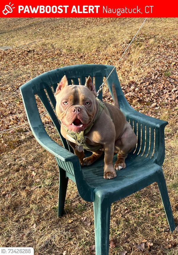 Lost Male Dog last seen Near woodbine st, Naugatuck, CT 06770