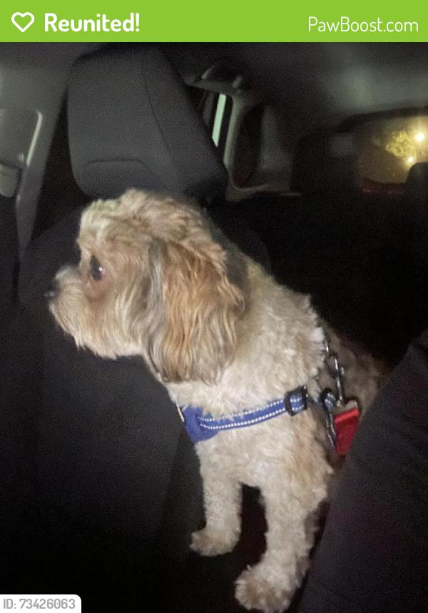 Reunited Male Dog last seen Azusa, CA 91702, USA, Azusa, CA 91702