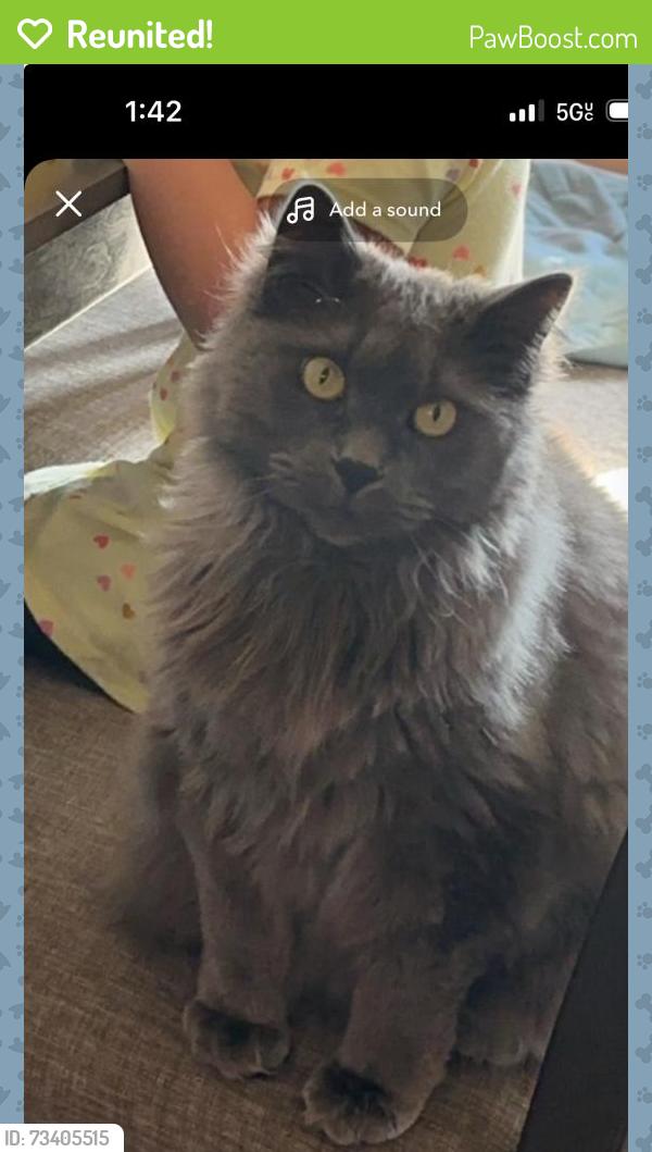 Reunited Female Cat last seen Narbonne and 241st, Lomita, CA 90717
