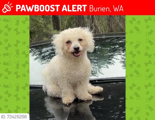 Lost Male Dog last seen Near Occidental Ave S Seattle, WA 98168 Estados Unidos, Burien, WA 98148