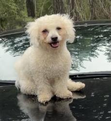 Lost Male Dog last seen Near Occidental Ave S Seattle, WA 98168 Estados Unidos, Burien, WA 98148