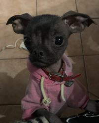 Lost Female Dog last seen Wisconsin place and Chester place, Pomona, CA 91768