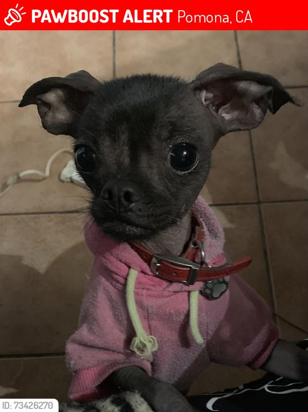 Lost Female Dog last seen Wisconsin place and Chester place, Pomona, CA 91768