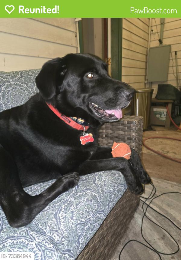 Reunited Male Dog last seen Compton lane, Martinsburg, WV 25404