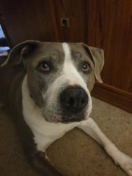 Lost Male Dog last seen Evatt, Evatt, ACT 2617