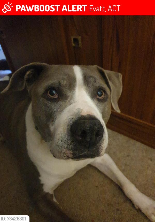 Lost Male Dog last seen Evatt, Evatt, ACT 2617