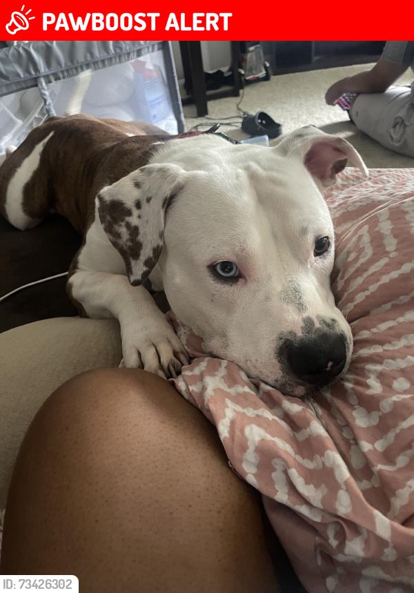 Lost Male Dog last seen Milliken ave, Rancho Cucamonga, CA 91730