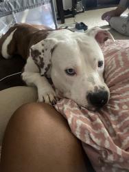 Lost Male Dog last seen Milliken ave, Rancho Cucamonga, CA 91730