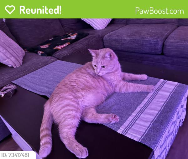 Reunited Male Cat last seen Near north key Dr north fort Myers 33903, North Fort Myers, FL 33903