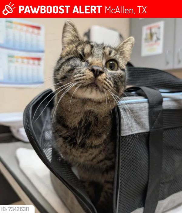 Lost Female Cat last seen 23rd and Harvey, McAllen, TX 78501