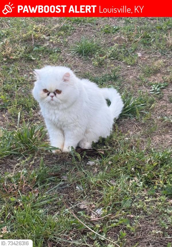 Lost Female Cat last seen Near Hunsinger Ln, Louisville, KY 40220
