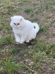 Lost Female Cat last seen Near Hunsinger Ln, Louisville, KY 40220