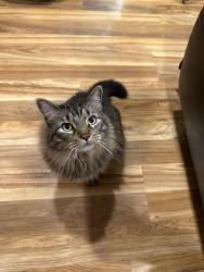 Lost Male Cat last seen Ozanam and Montrose, Opal and Montrose, Divine Savior, Westlawn Cemetary, Norridge, IL 60706