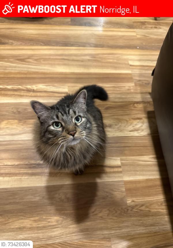 Lost Male Cat last seen Ozanam and Montrose, Opal and Montrose, Divine Savior, Westlawn Cemetary, Norridge, IL 60706