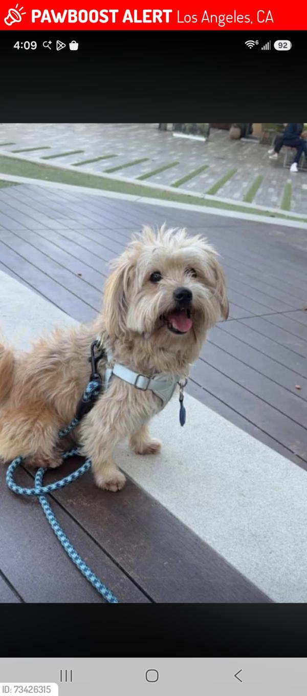 Lost Male Dog last seen Sherman way and desoto, Los Angeles, CA 91303