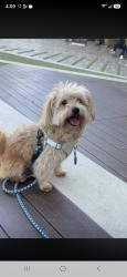 Lost Male Dog last seen Sherman way and desoto, Los Angeles, CA 91303