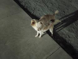 Found/Stray Male Dog last seen Plaza and Riggin, new Amazon, Visalia, CA 93291