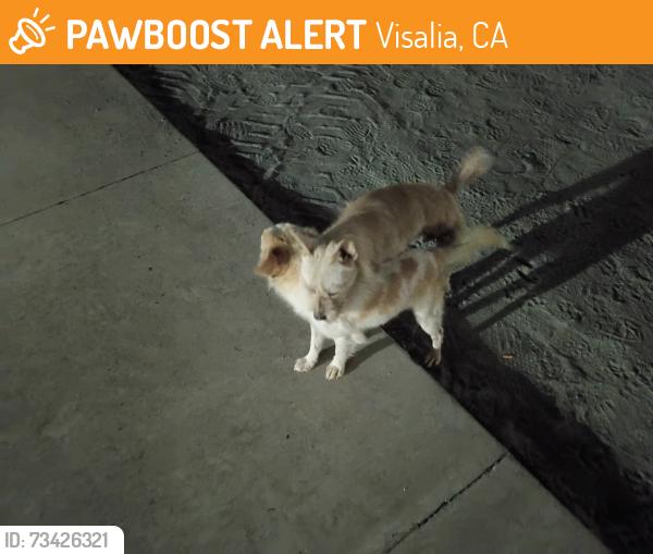 Found/Stray Male Dog last seen Plaza and Riggin, new Amazon, Visalia, CA 93291