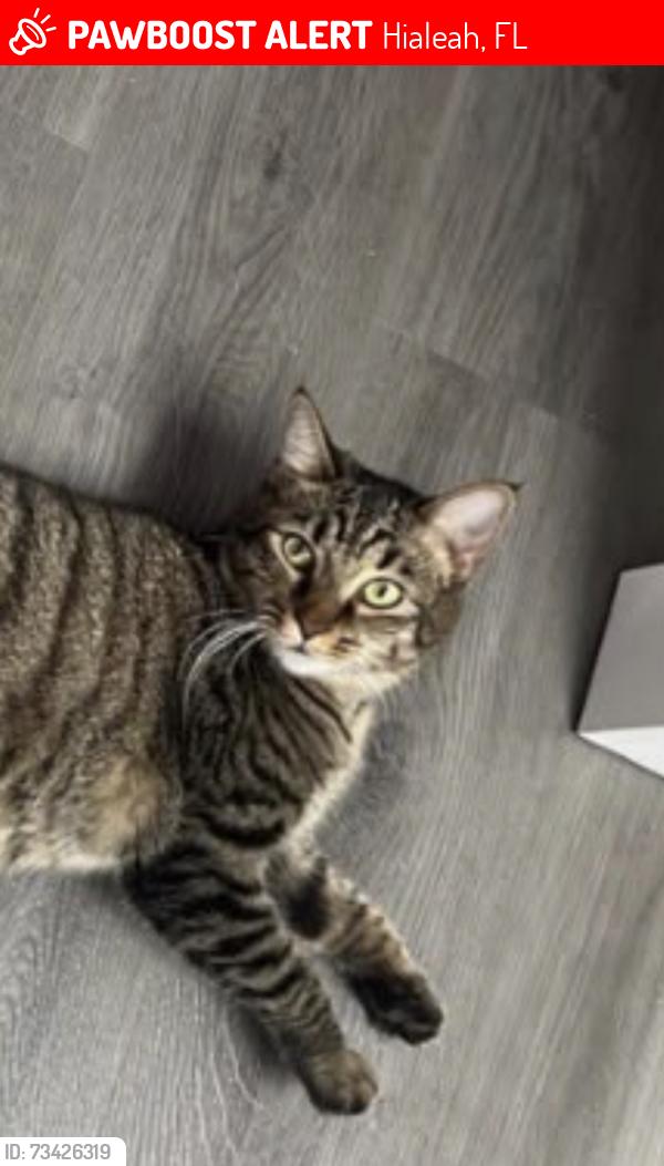 Lost Female Cat last seen Near se 4 st, Hialeah, FL 33010