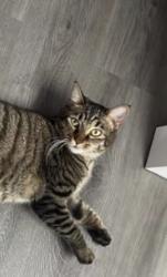 Lost Female Cat last seen Near se 4 st, Hialeah, FL 33010