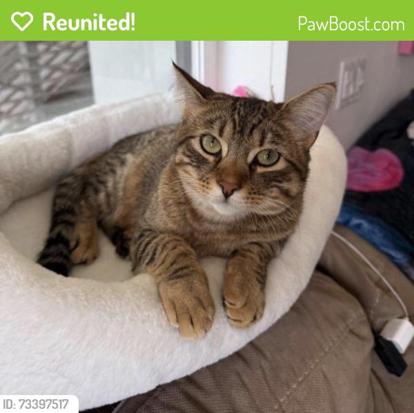 Reunited Male Cat last seen Summit st 29th st broadway and telegraph, Oakland, CA 94609