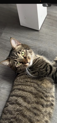 Lost Female Cat last seen Near se 4 st, Hialeah, FL 33010