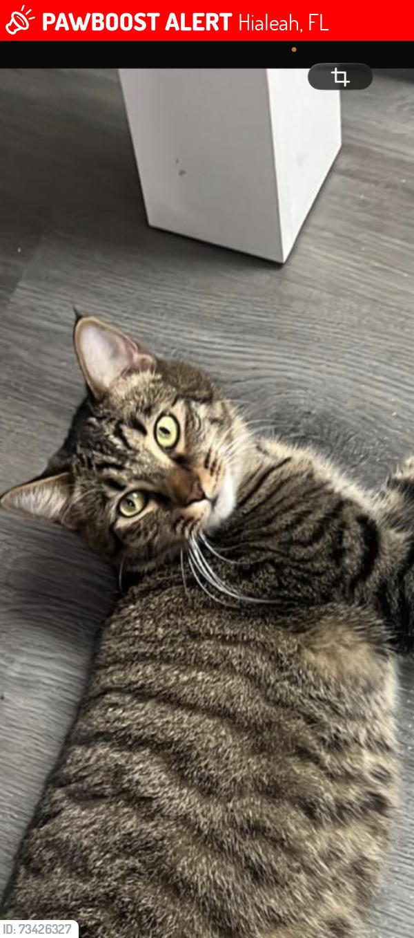 Lost Female Cat last seen Near se 4 st, Hialeah, FL 33010