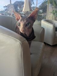 Reunited Male Cat last seen Gateview ave. on Albany Hill, Cross Street Washington Ave., Albany, CA 94706