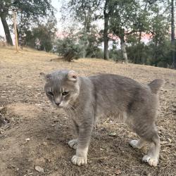 Lost Male Cat last seen Diggins road, Redding, CA 96001
