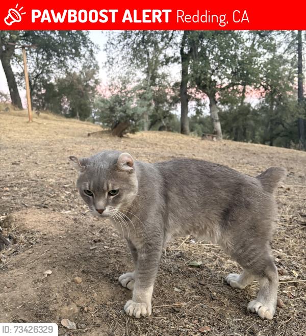 Lost Male Cat last seen Diggins road, Redding, CA 96001
