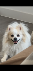 Lost Male Dog last seen Pluckers @The Linc, Austin, TX 78752