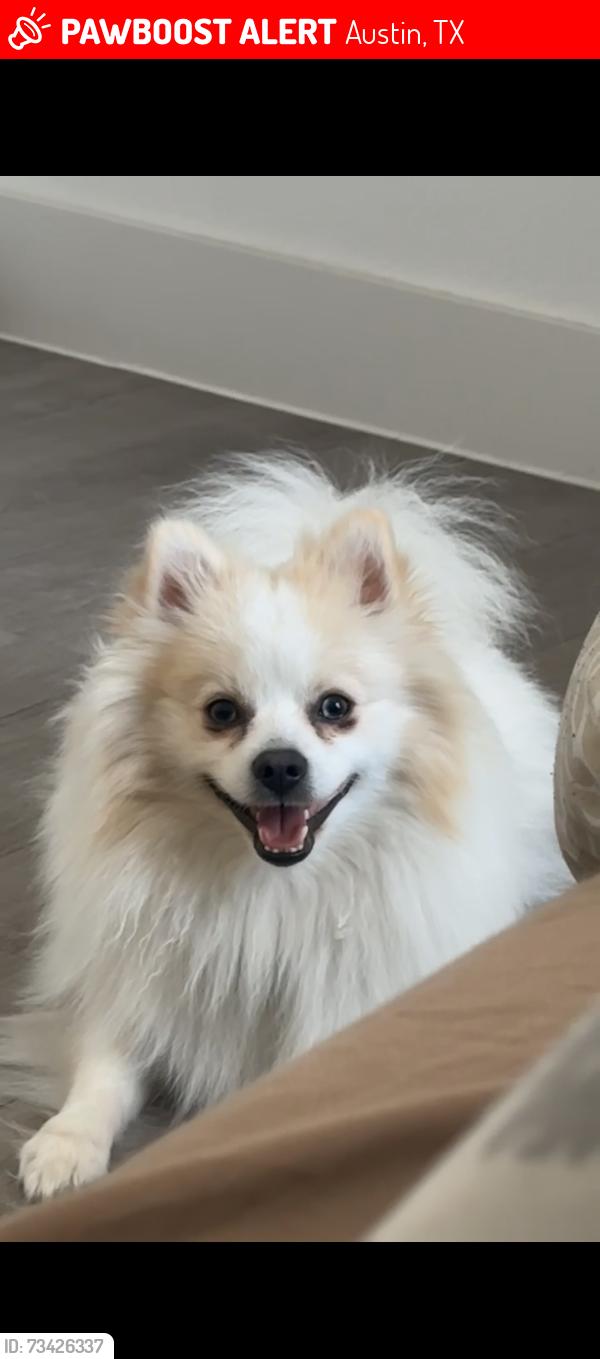 Lost Male Dog last seen Pluckers @The Linc, Austin, TX 78752