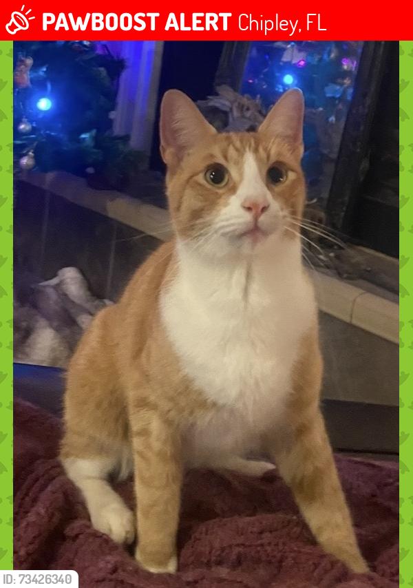Lost Male Cat last seen Panhandle Veterinary services, Chipley, FL 32428