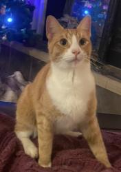 Lost Male Cat last seen Panhandle Veterinary services, Chipley, FL 32428