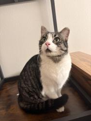 Found/Stray Unknown Cat last seen Mcclelland dr, Fort Collins, CO 80525