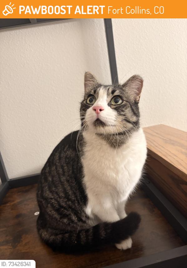 Found/Stray Unknown Cat last seen Mcclelland dr, Fort Collins, CO 80525