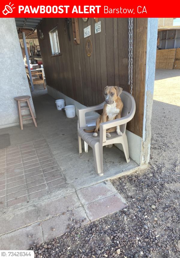 Lost Female Dog last seen Near n Muriel drive, Barstow, CA 92311