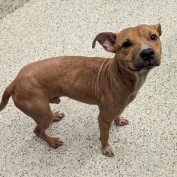 Shelter Stray Male Dog last seen Dartmouth dr, Atlanta, GA, 1251 Fulton Industrial Blvd NW, Atlanta, GA 30336, USA