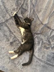 Lost Male Cat last seen 5th ave court e/military rd e, Pierce County, WA 98445