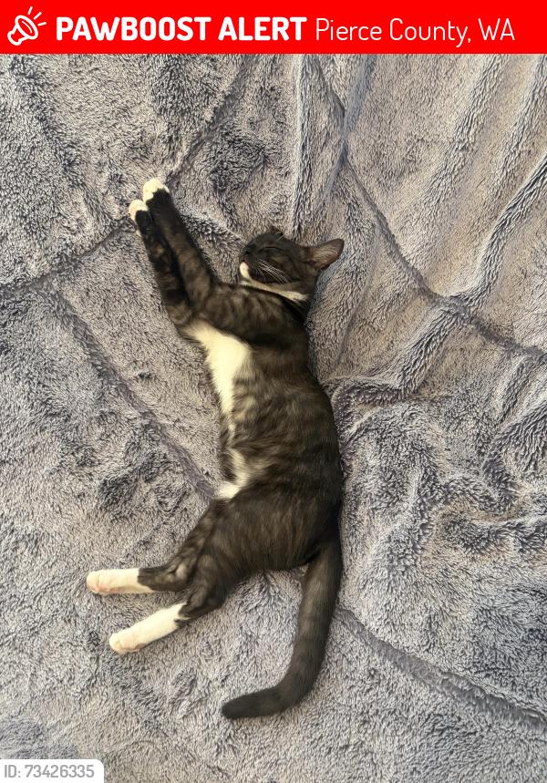 Lost Male Cat last seen 5th ave court e/military rd e, Pierce County, WA 98445