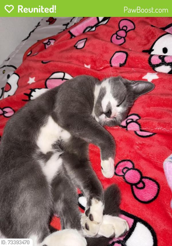 Reunited Male Cat last seen Near e 21st, Oakland, CA 94606