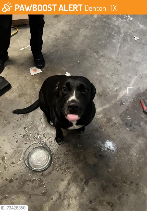 Found/Stray Female Dog last seen Near Pinehurst ct, Denton Tx, Denton, TX 76210