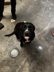 Found/Stray Female Dog last seen Near Pinehurst ct, Denton Tx, Denton, TX 76210