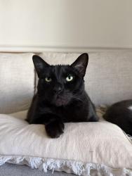 Reunited Male Cat last seen Contra Costa Blvd, Ellinwood Dr, Pleasant Hill, CA 94523