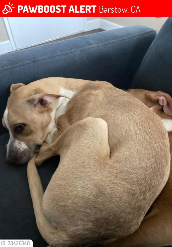 Lost Female Dog last seen Near n Muriel drive, Barstow, CA 92311