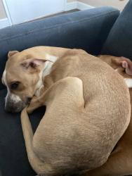 Lost Female Dog last seen Near n Muriel drive, Barstow, CA 92311