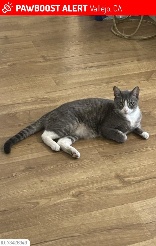 Lost Male Cat last seen Last seen Louisiana street behind dollar general, Vallejo, CA 94590