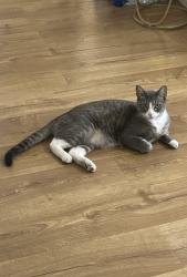 Lost Male Cat last seen Last seen Louisiana street behind dollar general, Vallejo, CA 94590