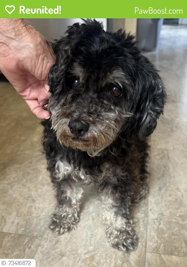 Reunited Female Dog last seen Norwalk blvd & 215th st., Hawaiian Gardens, CA 90716